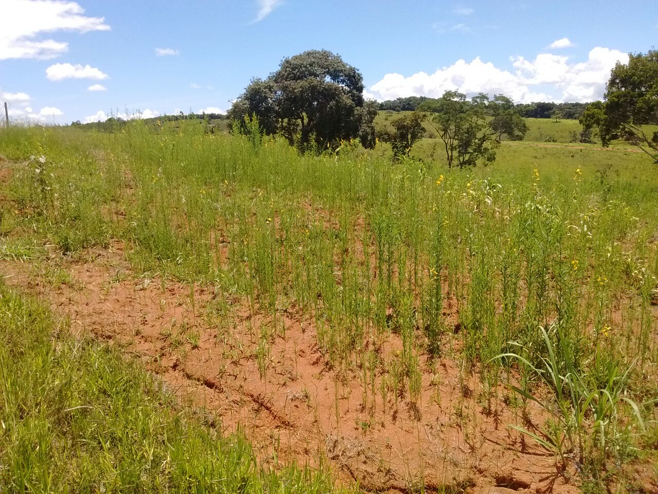 Plantação de crotalária e milho no SAF