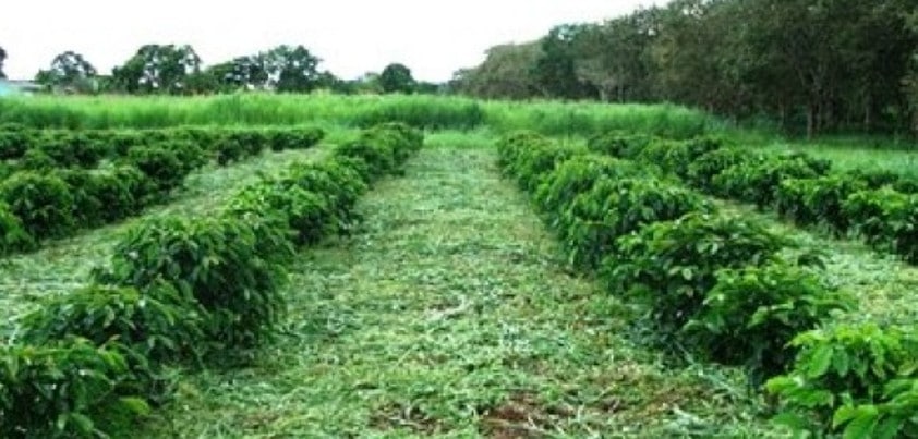 O uso da adubação verde destaca-se em economia de custos, aumento de produtividade e melhor qualidade do alimento