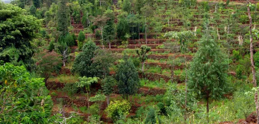 Sistemas Agroflorestais (SAFs), como comecar um