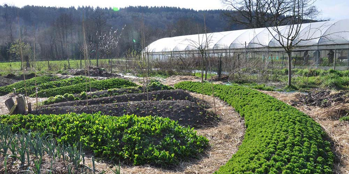 Permacultura o que é e como está mudando a agricultura e pessoas