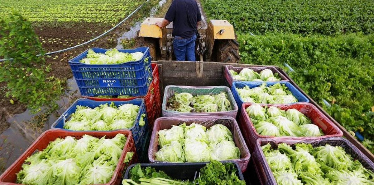 Agricultura familiar sustentabilidade e agronegocio