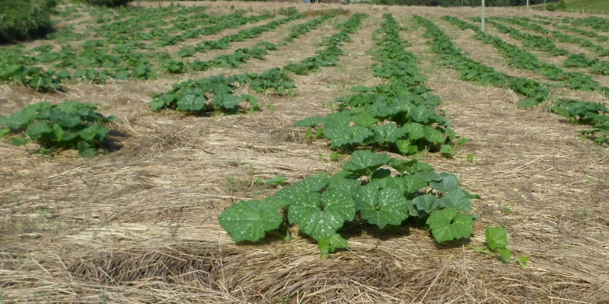 Sistema de Plantio Direto, revolução na agricultura