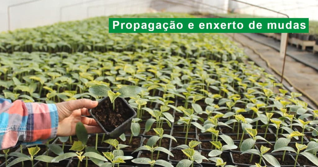 Enxerto de plantas e propagação de frutíferas