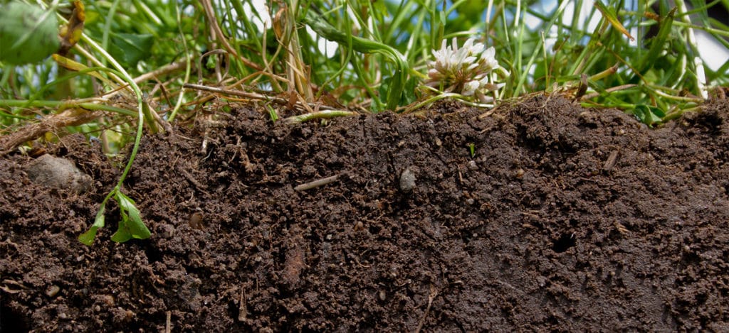 Aumente a fertilidade do solo usando adubação verde, produção orgânica