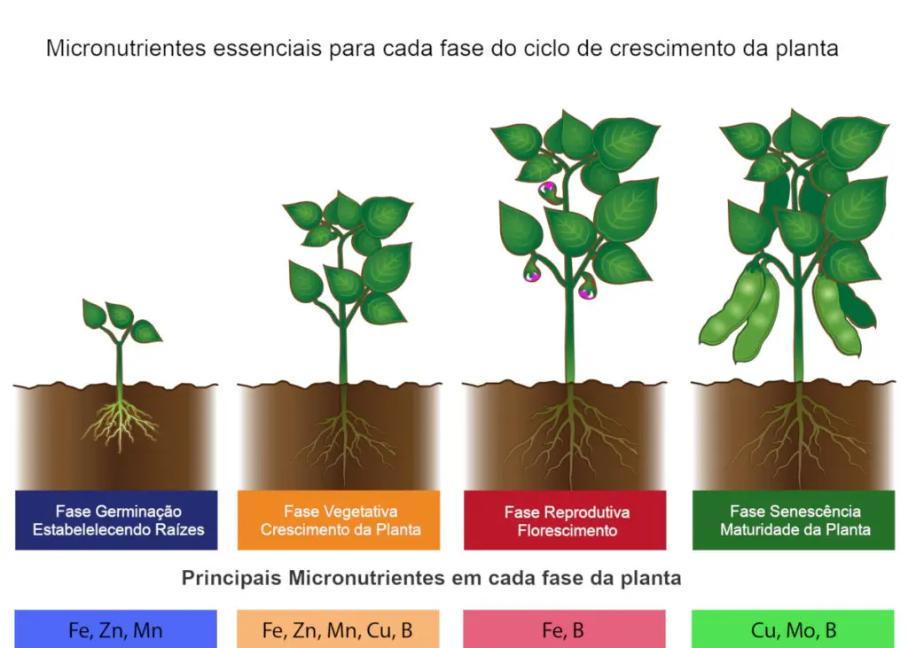 Micronutrientes essenciais para cada fase de crescimento da planta