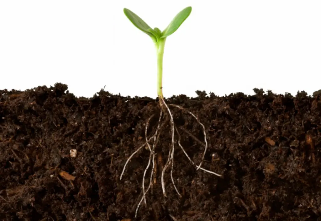 Micronutrientes essenciais para o solo. Cultivo de safra.