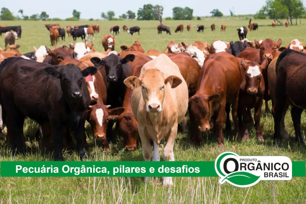 Pecuária Orgânica no Brasil, processo de certificação orgânica