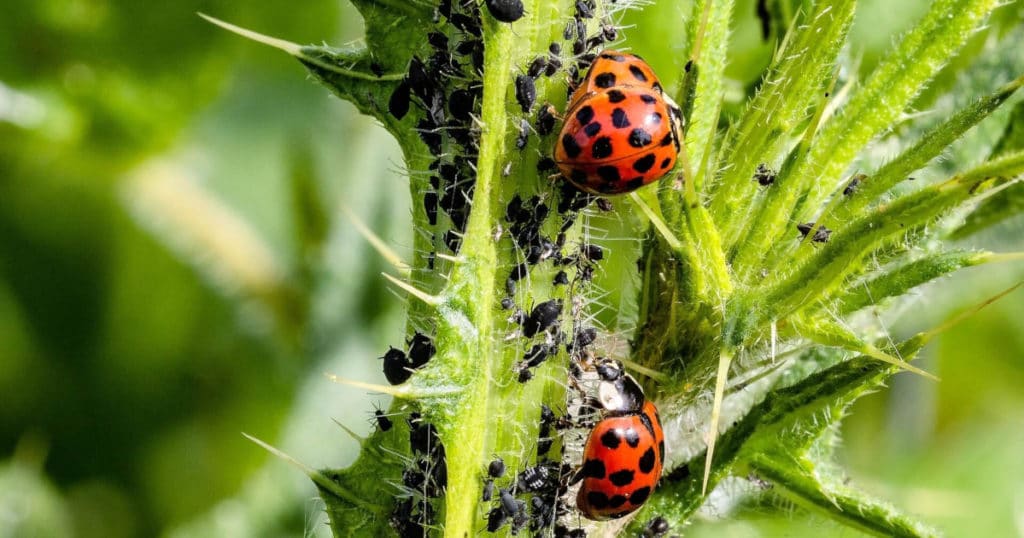 Controle biológico, agroecológico e Microrganismos Eficientes.