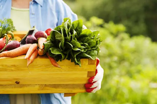 Porque as pessoas deveriam preferir frutas e verduras orgânicas