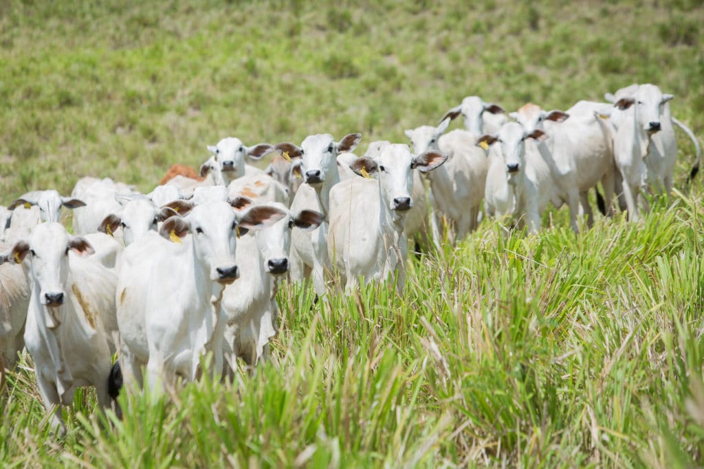 agropecuária no Brasil