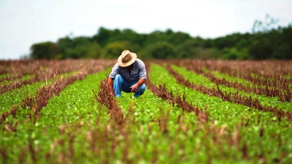 Agricultura orgânica triplica cadastros de produtores nos últimos anos