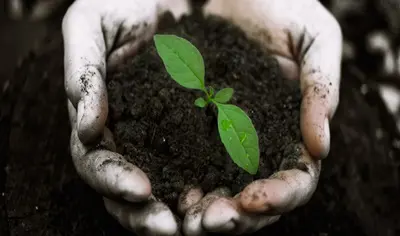 Macronutrientes: qual importância para o solo orgânico?