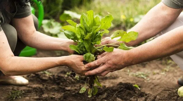 Agricultura sustentável: entenda o conceito e os benefícios