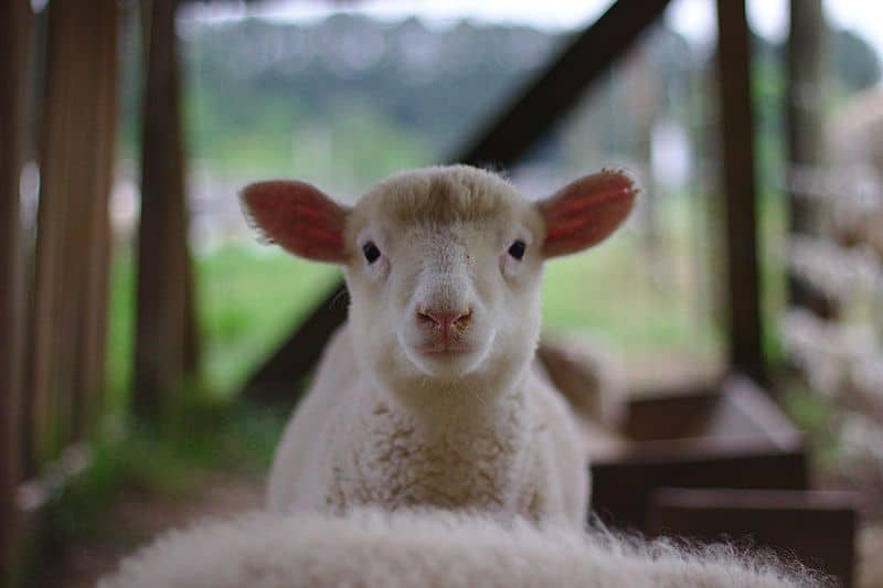 Queijo de Ovelha