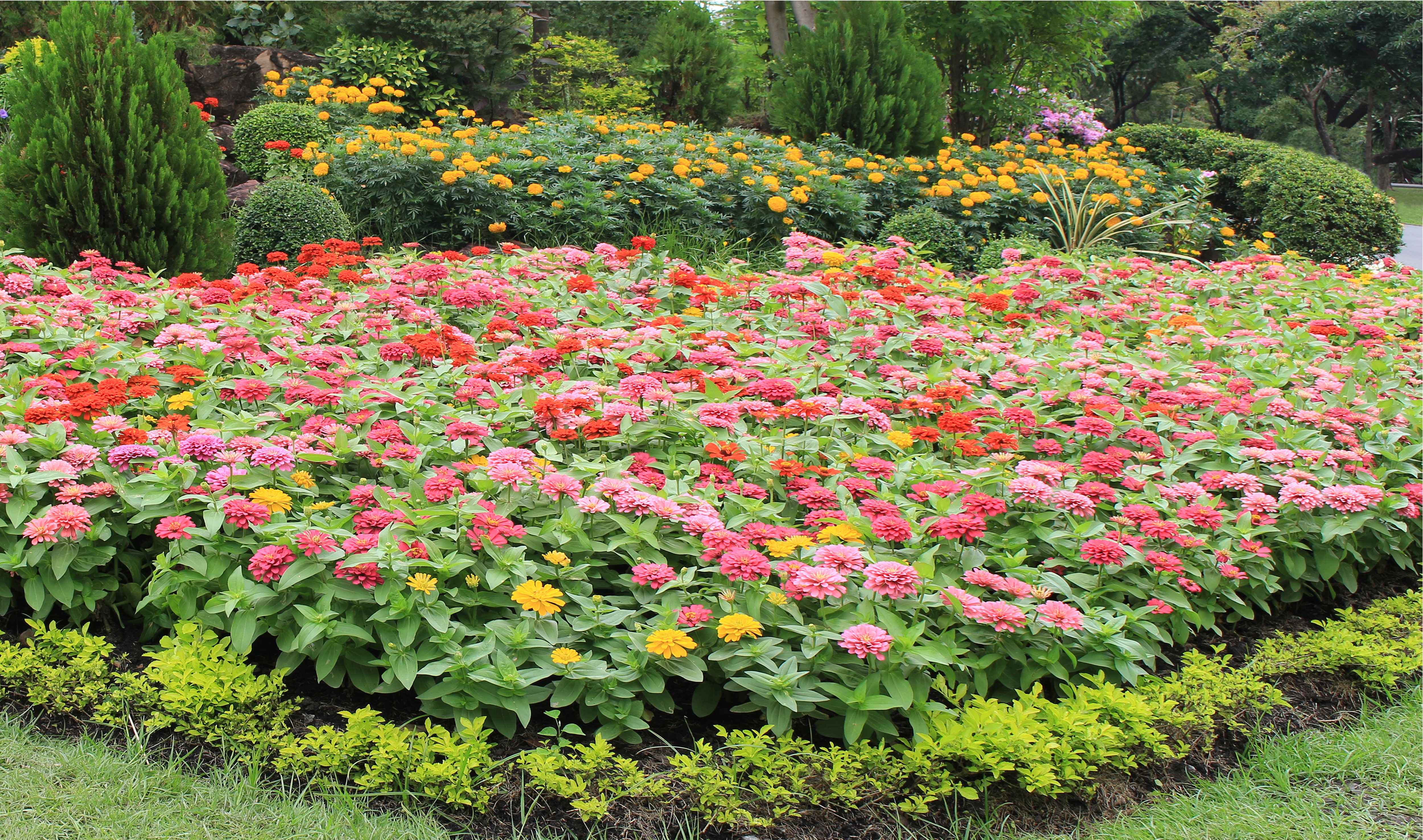 Saiba como fazer um canteiro de flores em casa - Sitio Pema