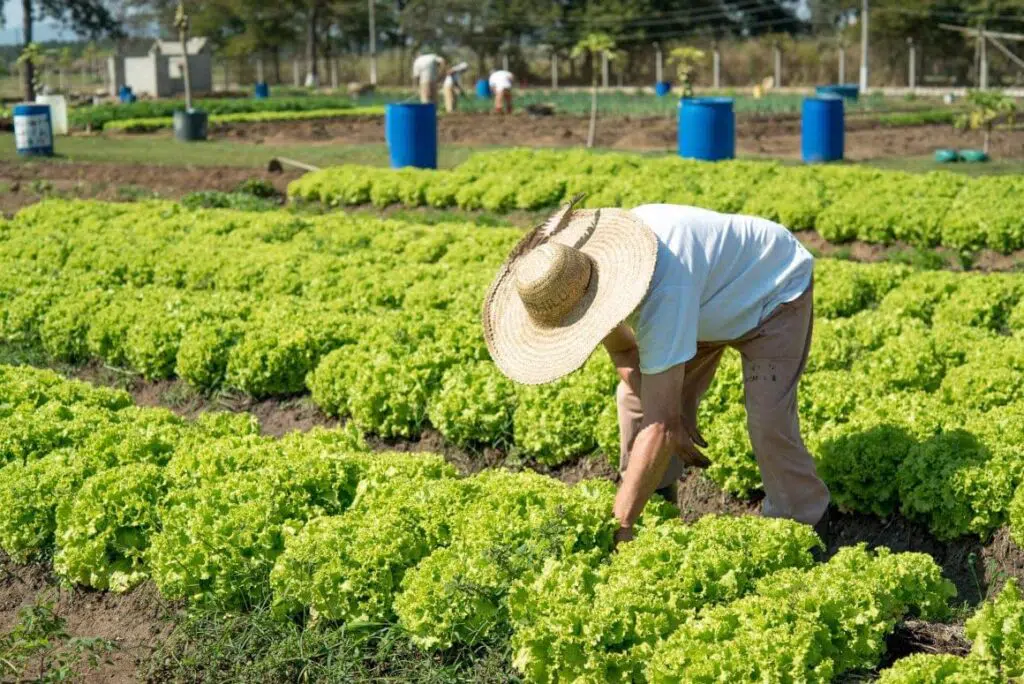 Alimento Agroecológico e Orgânico agroecológico