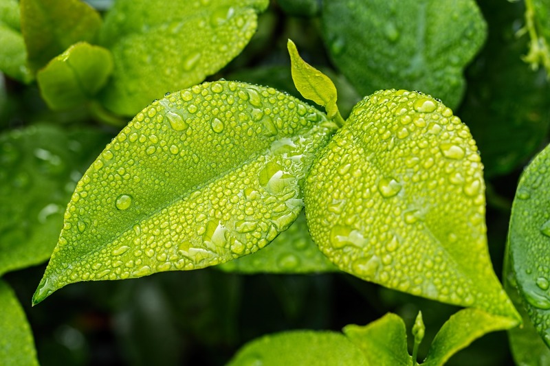 adubação foliar orgânica