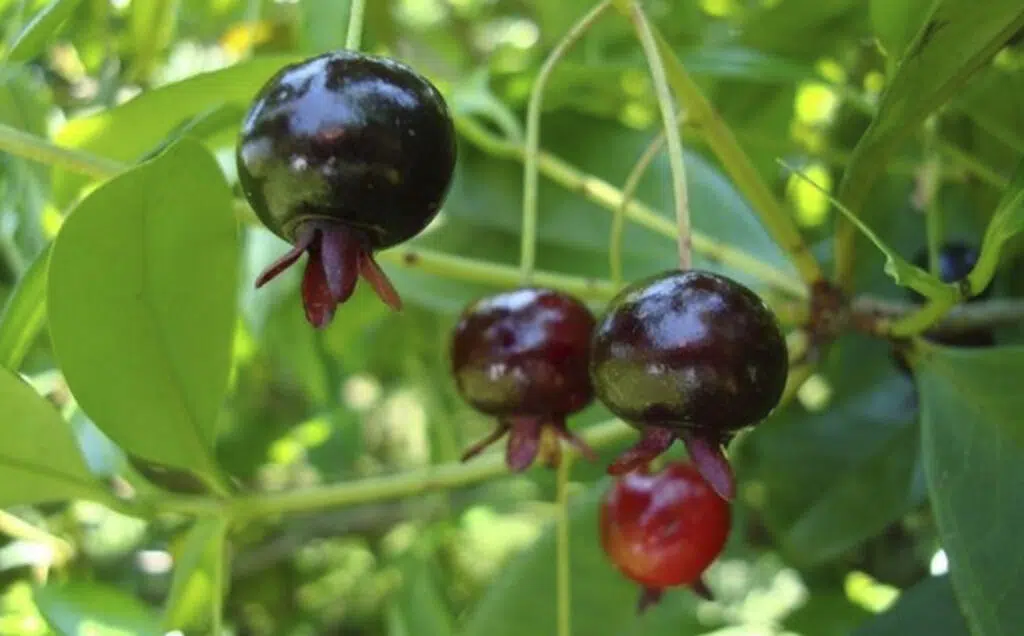 árvores frutíferas da Mata Atlântica Grumixama - árvore frutífera