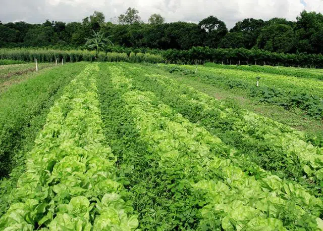 verduras orgânicas