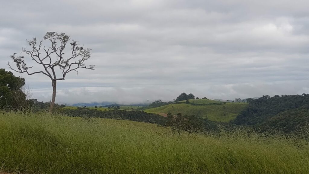 Braquiária Pastagens Sítio Pema