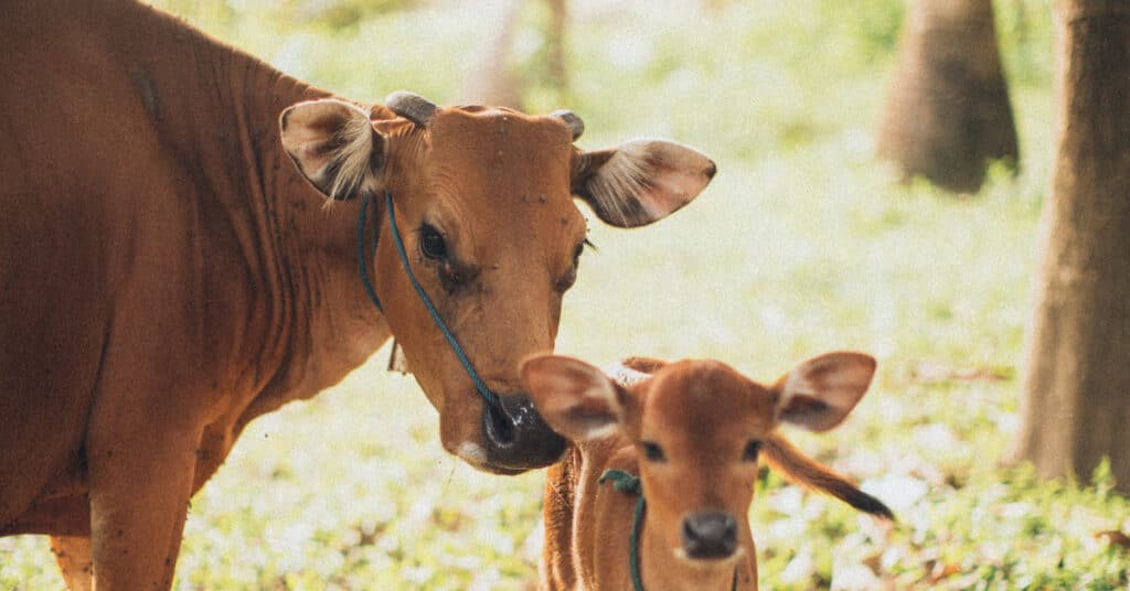 IAFT pecuaria brasileira crescimento