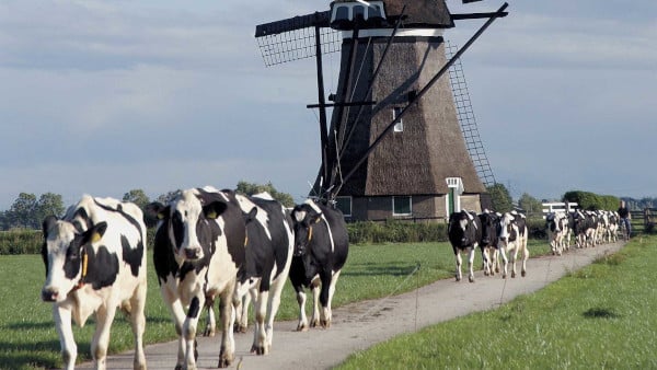 Vaca Holandesa