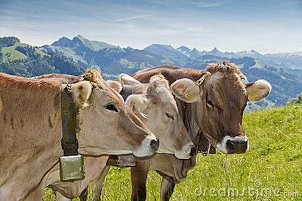 vaca pardo suico